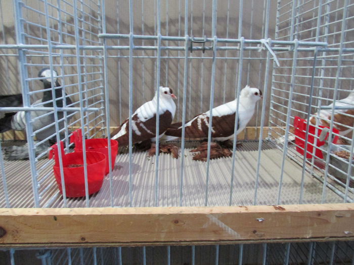 IMG_0117 - Straubing 2015