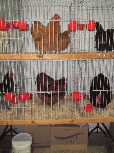 IMG_0118 - Straubing 2015