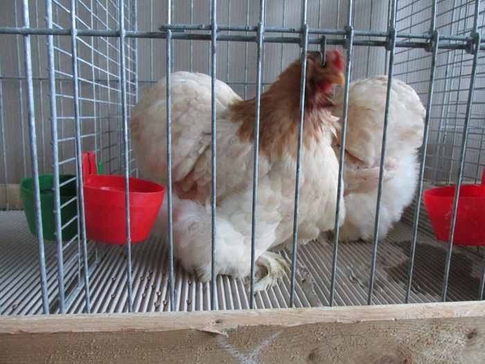 IMG_0122 - Straubing 2015