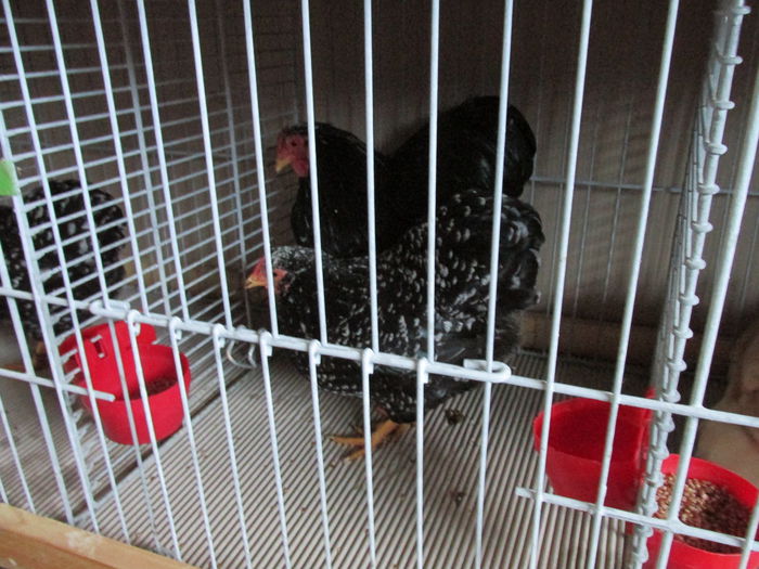 IMG_0126 - Straubing 2015