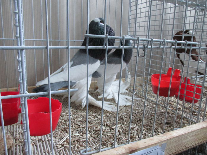 IMG_0127 - Straubing 2015