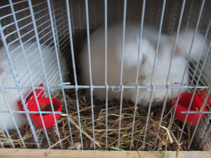 IMG_0130 - Straubing 2015