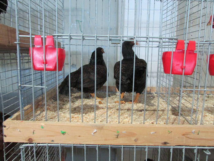 IMG_0131 - Straubing 2015