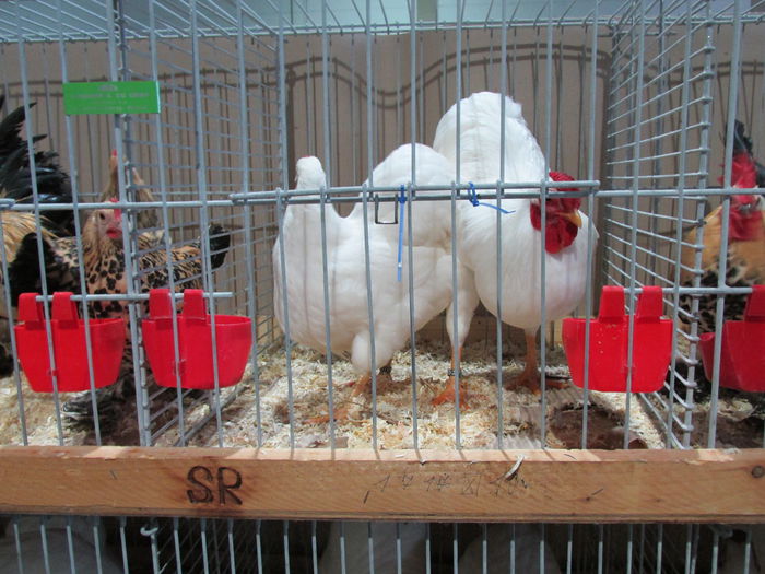 IMG_0132 - Straubing 2015