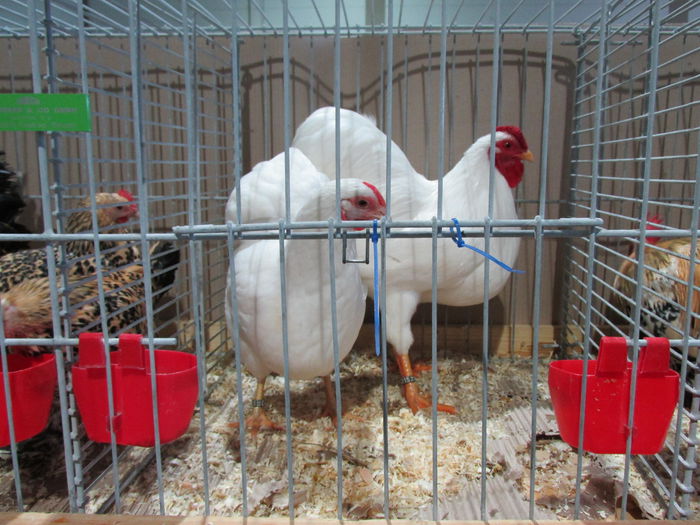 IMG_0133 - Straubing 2015