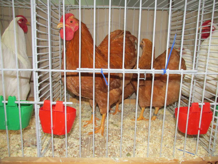 IMG_0134 - Straubing 2015