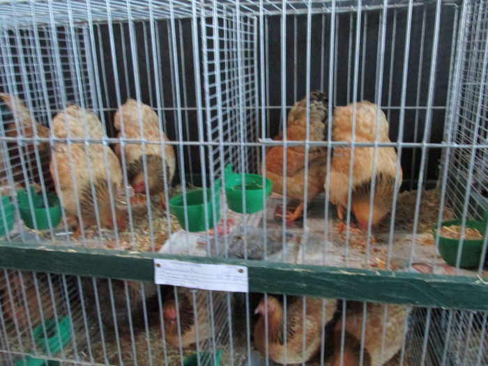 IMG_0135 - Straubing 2015