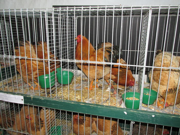 IMG_0136 - Straubing 2015