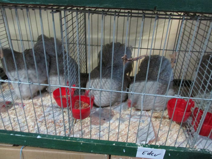 IMG_0137 - Straubing 2015