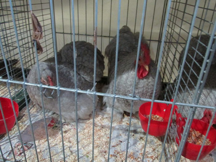 IMG_0138 - Straubing 2015