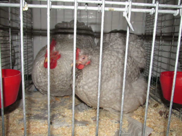 IMG_0139 - Straubing 2015