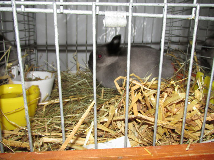 IMG_0142 - Straubing 2015