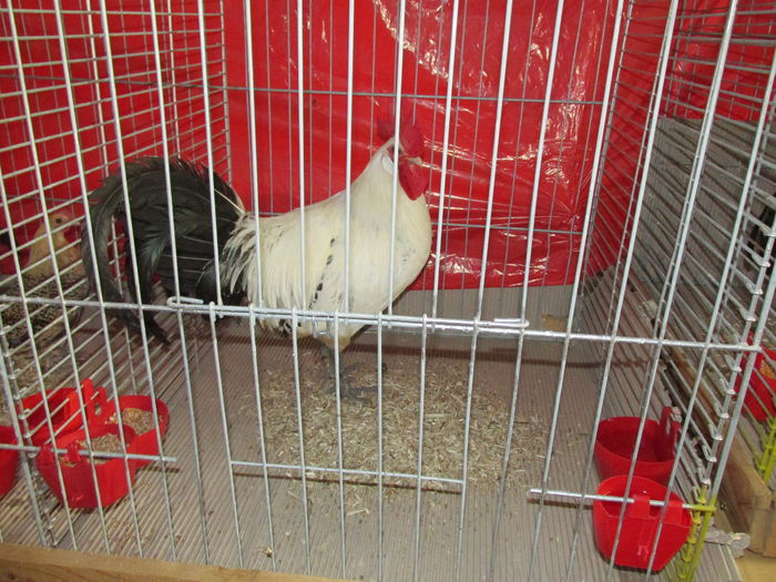 IMG_0144 - Straubing 2015