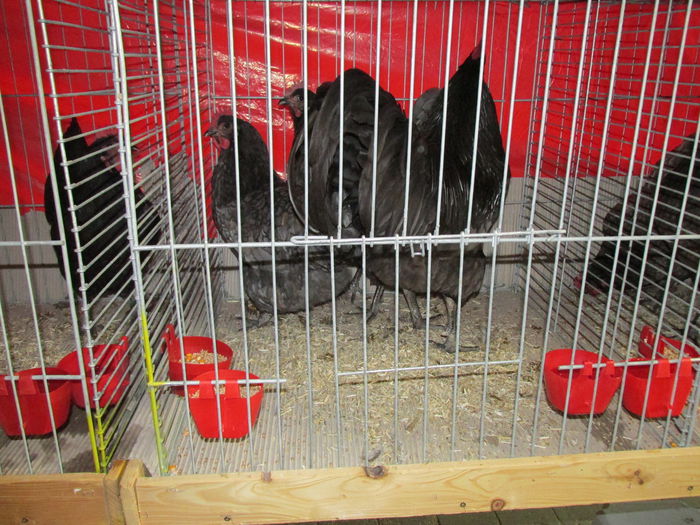 IMG_0145 - Straubing 2015