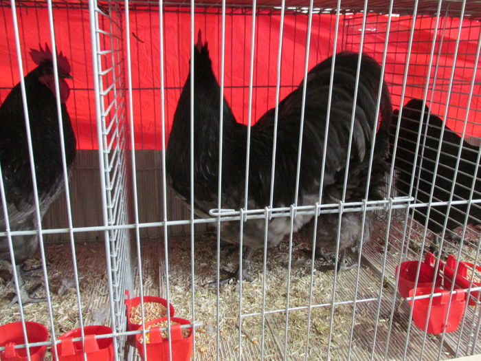 IMG_0146 - Straubing 2015