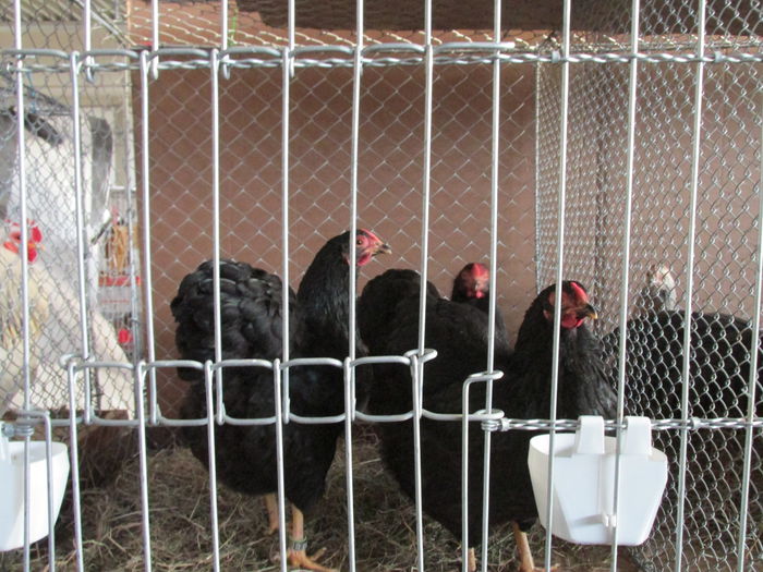 IMG_0151 - Straubing 2015