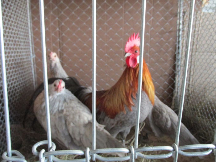 IMG_0153 - Straubing 2015