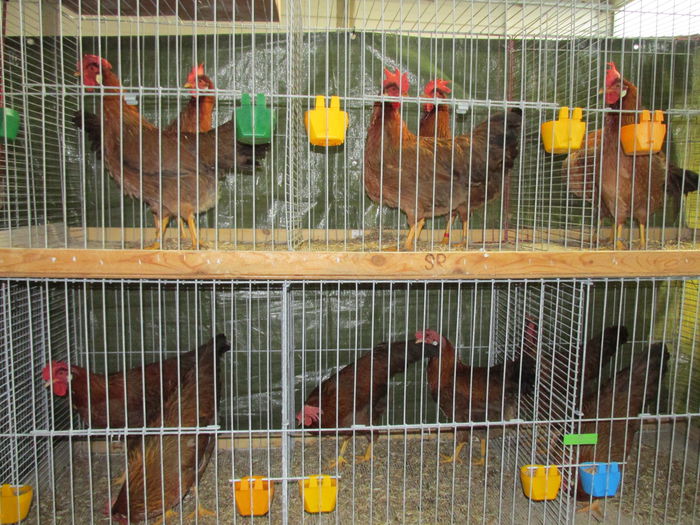 IMG_0155 - Straubing 2015