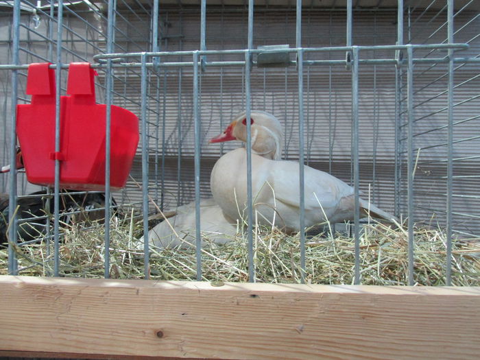 IMG_0156 - Straubing 2015