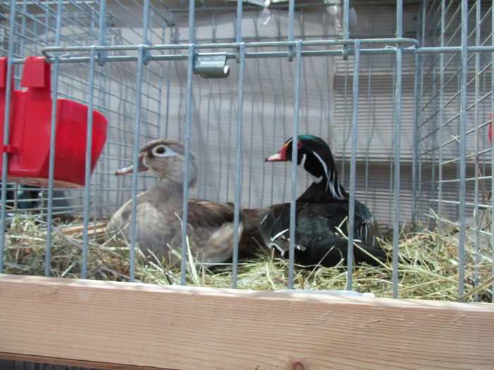 IMG_0157 - Straubing 2015