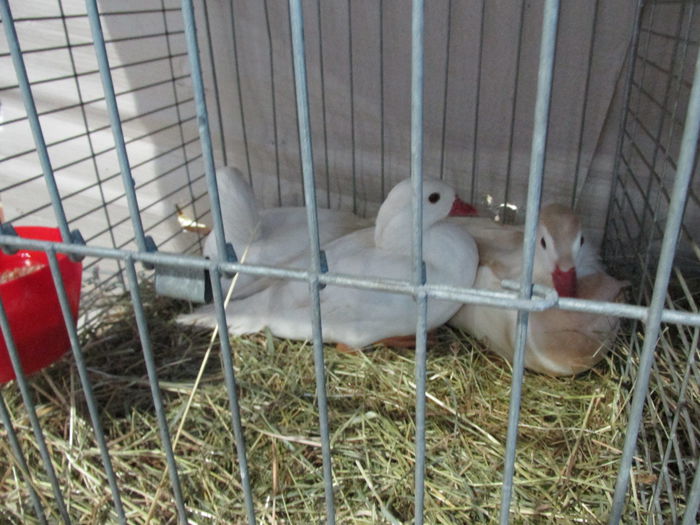 IMG_0159 - Straubing 2015