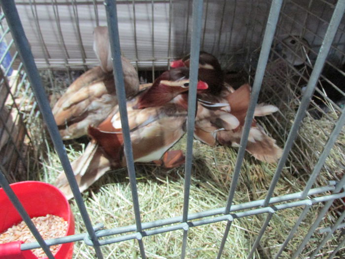 IMG_0160 - Straubing 2015