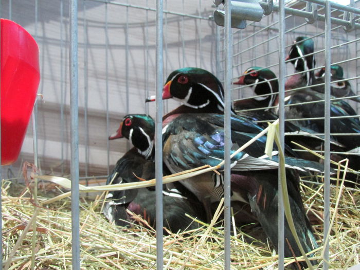 IMG_0161 - Straubing 2015