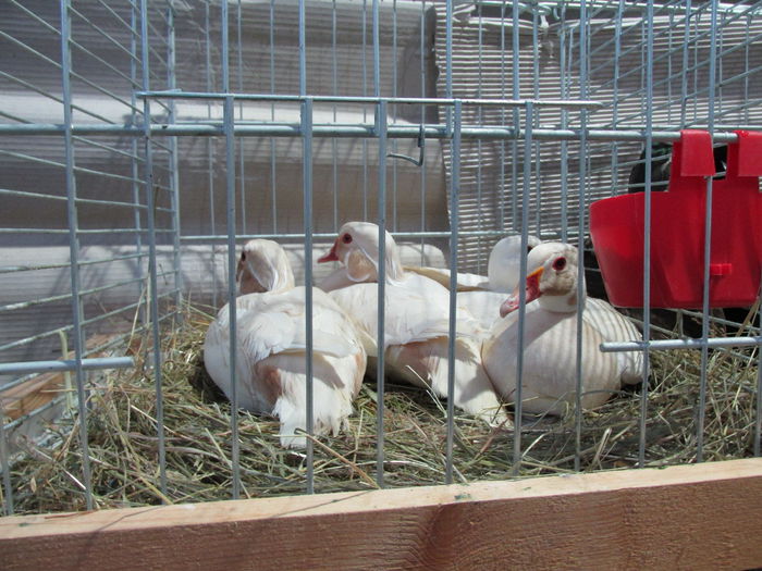 IMG_0164 - Straubing 2015