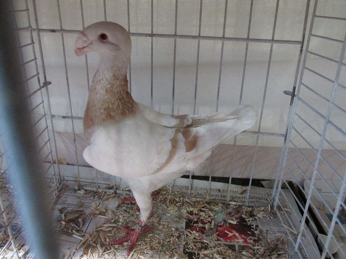 IMG_0166 - Straubing 2015