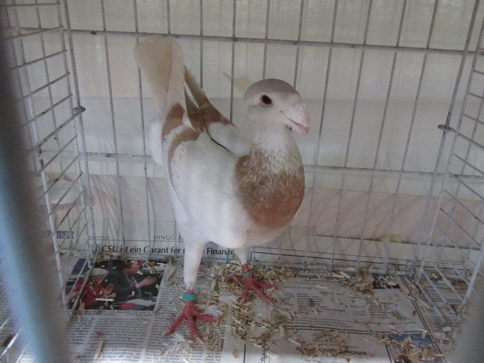 IMG_0167 - Straubing 2015