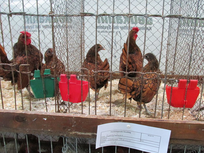 IMG_0168 - Straubing 2015