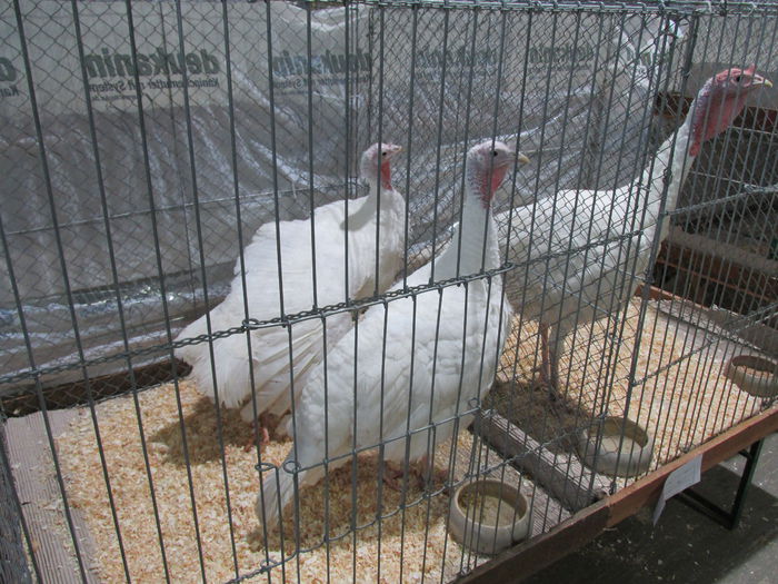 IMG_0169 - Straubing 2015