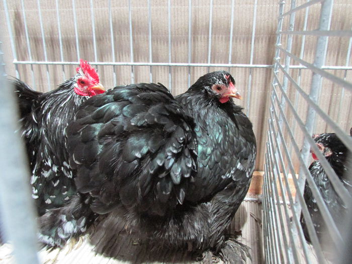 IMG_0171 - Straubing 2015