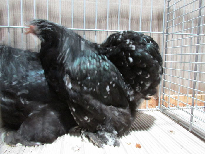 IMG_0172 - Straubing 2015