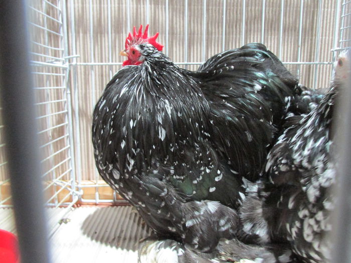 IMG_0173 - Straubing 2015