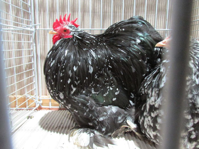 IMG_0174 - Straubing 2015