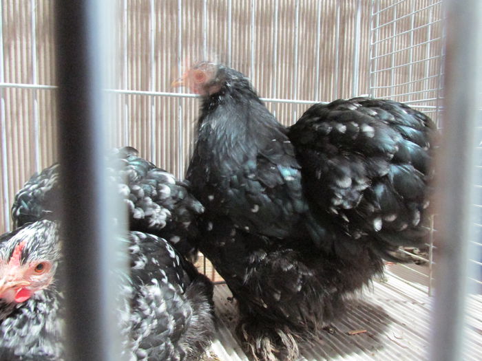 IMG_0175 - Straubing 2015