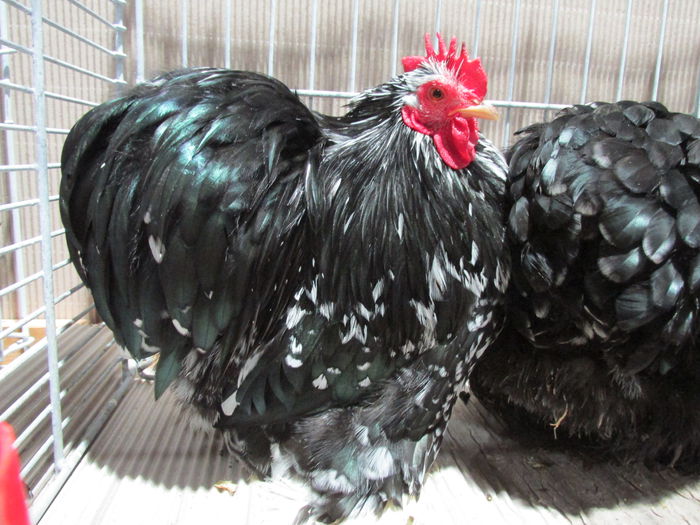 IMG_0176 - Straubing 2015