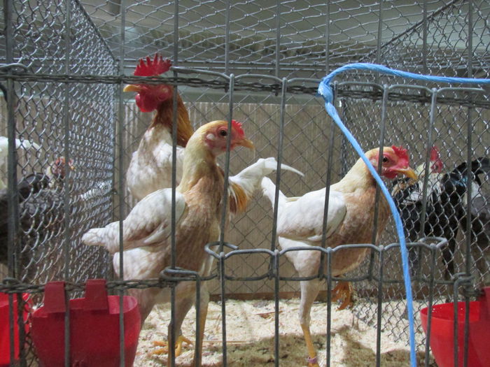 IMG_0189 - Straubing 2015