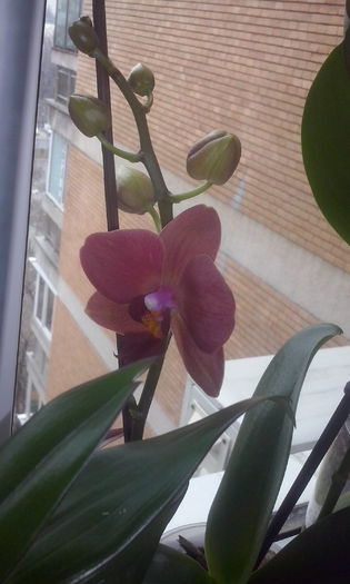 CAM00414 - flori 2015
