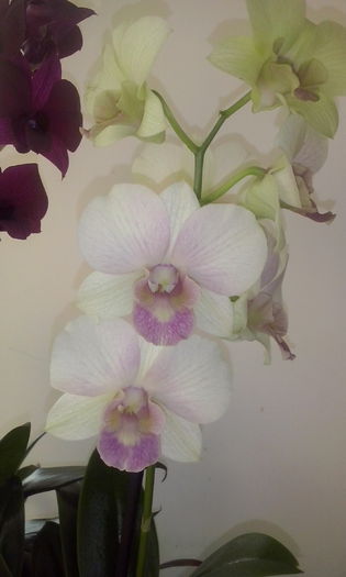 CAM00418 - flori 2015