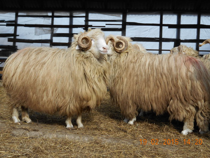 DSCN0987 - Berbeci 2o14-2015