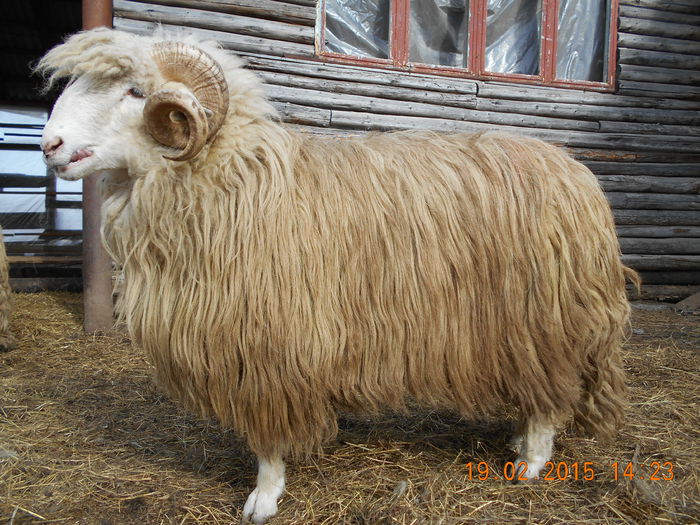 DSCN1007 - Berbeci 2o14-2015