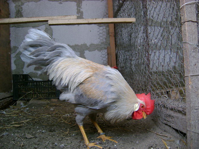 DSC05202; cocos rezerva
