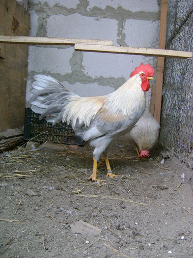 DSC05205; cocos rezerva
