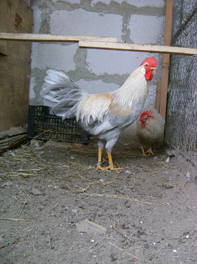 DSC05206; cocos rezerva
