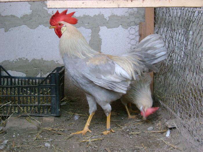 DSC05208; multumesc domnului Marius Negroiu
