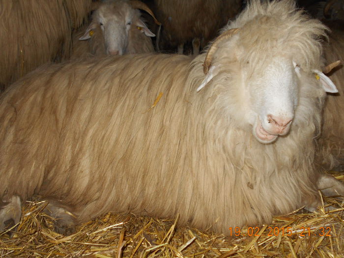 DSCN1165 - Balele anoastre