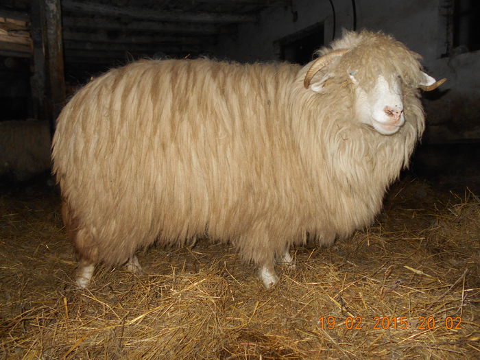 DSCN1111 - Balele anoastre