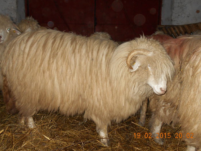 DSCN1113 - Balele anoastre